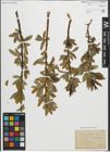 Foto von Salix pentandra L.